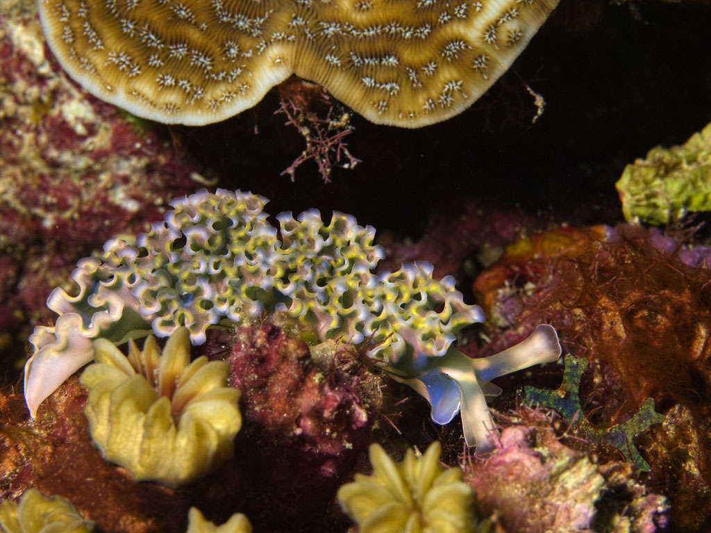 Colorful Lettuce Sea Slug