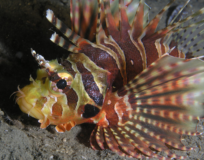 Colorful Lionfish