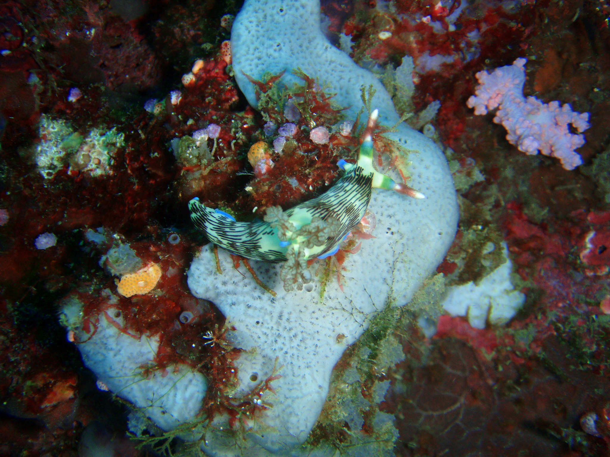 Colorful Nudi