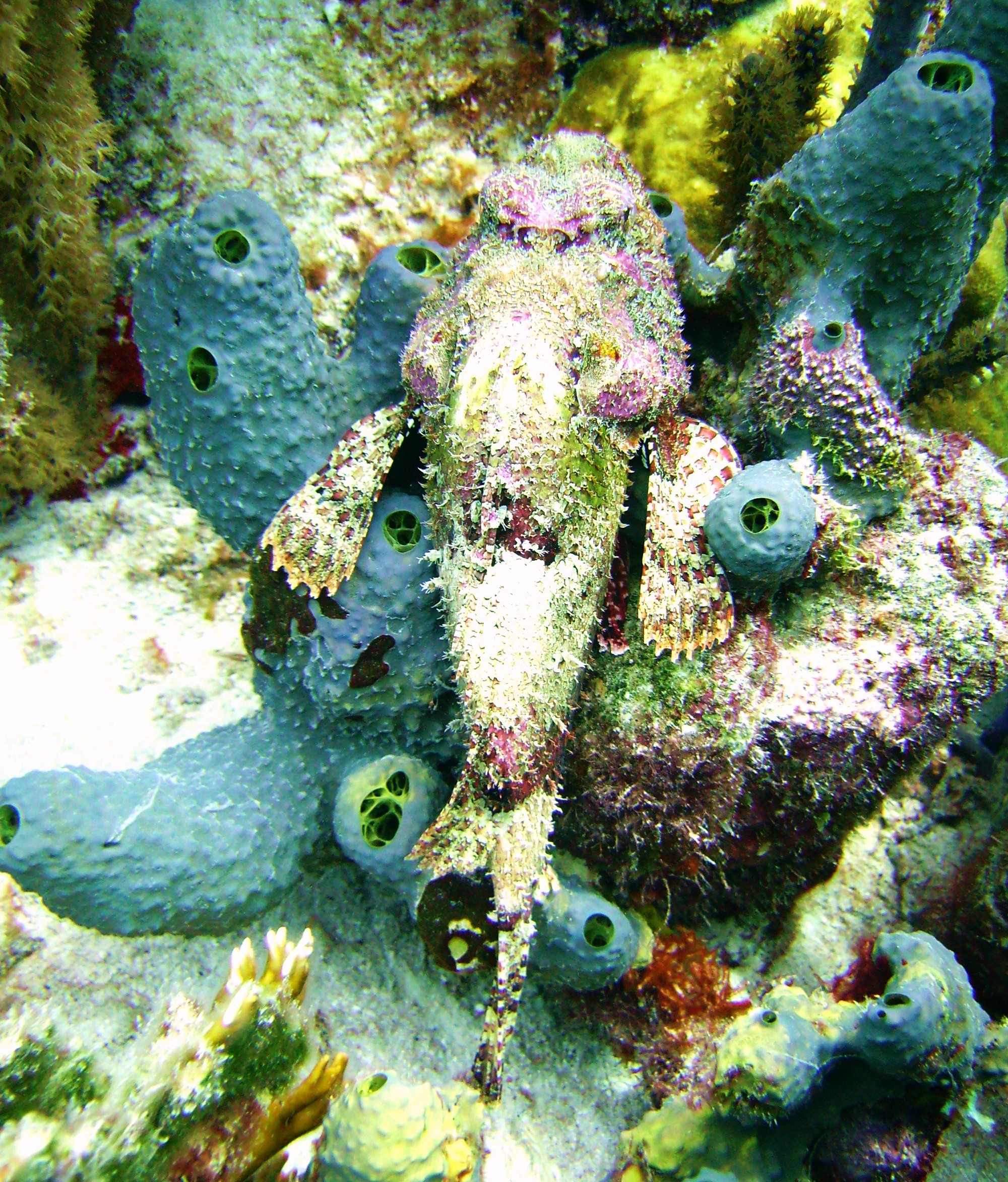 Colorful Scorpionfish