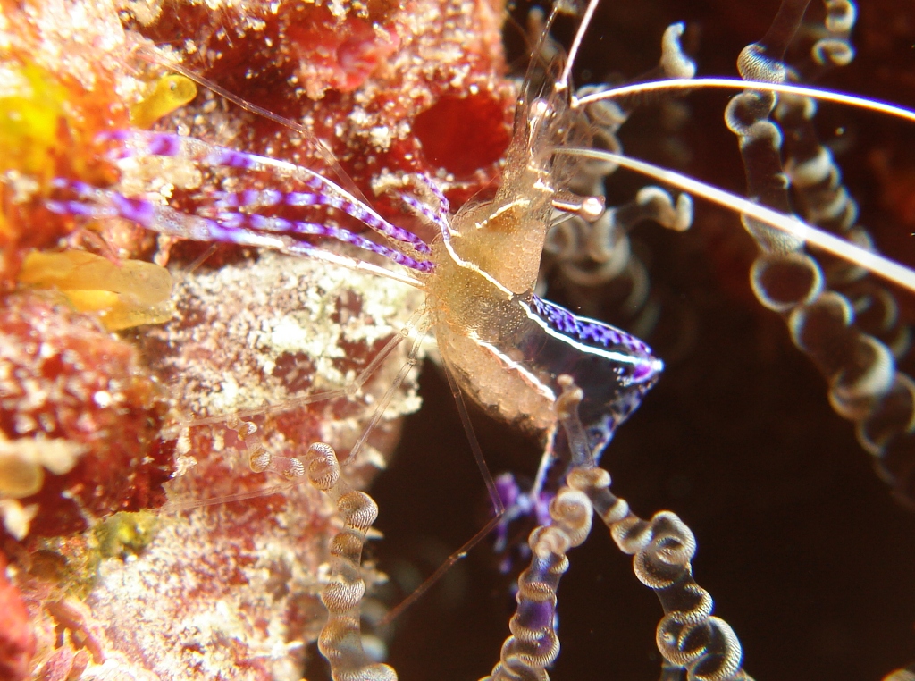 Colorful Shrimp Closeup