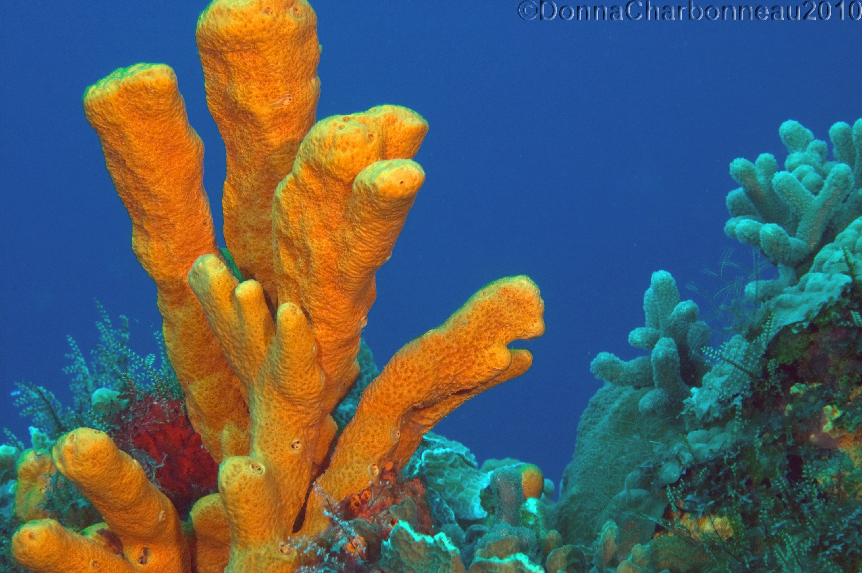 Colorful Sponges