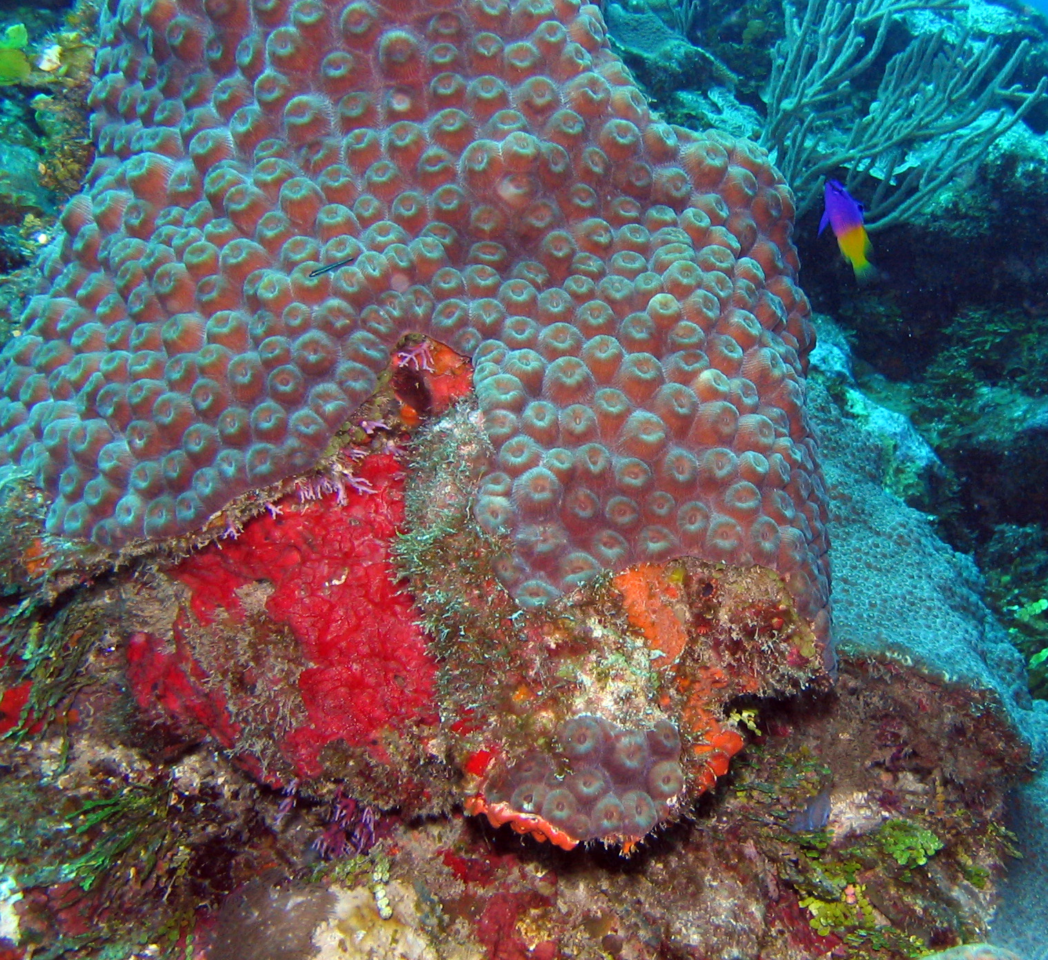 Colors Belize