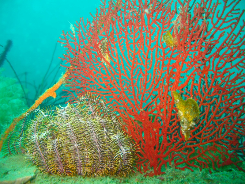 colourful coral