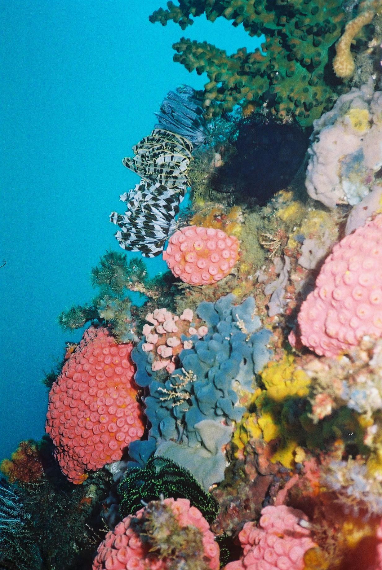 Colourful Corals