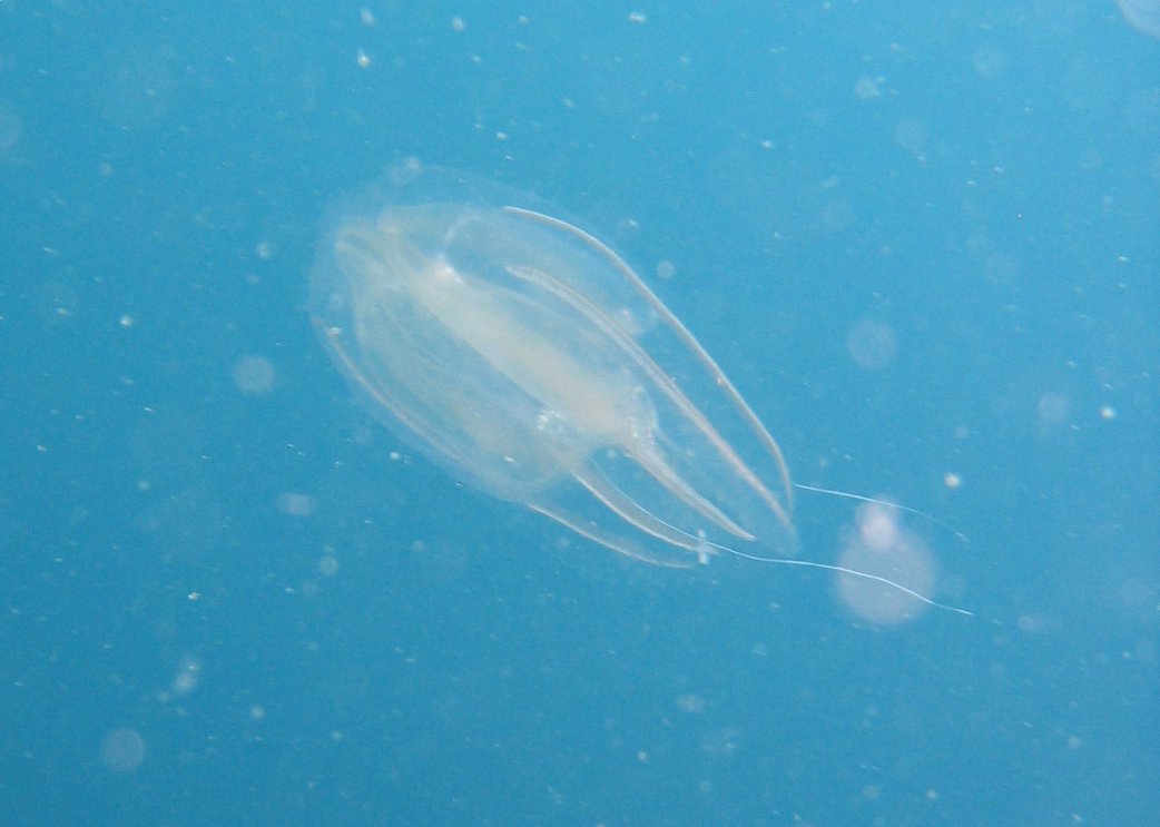 Comb Jelly