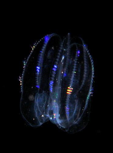 Comb jellyfish