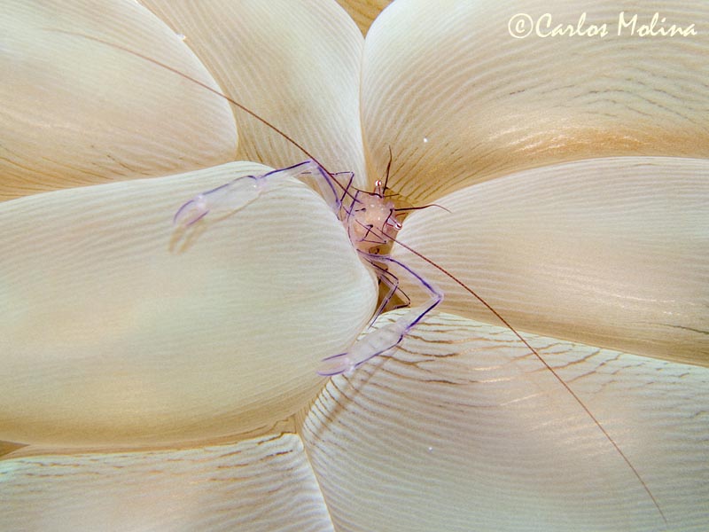 Comensal shrimp