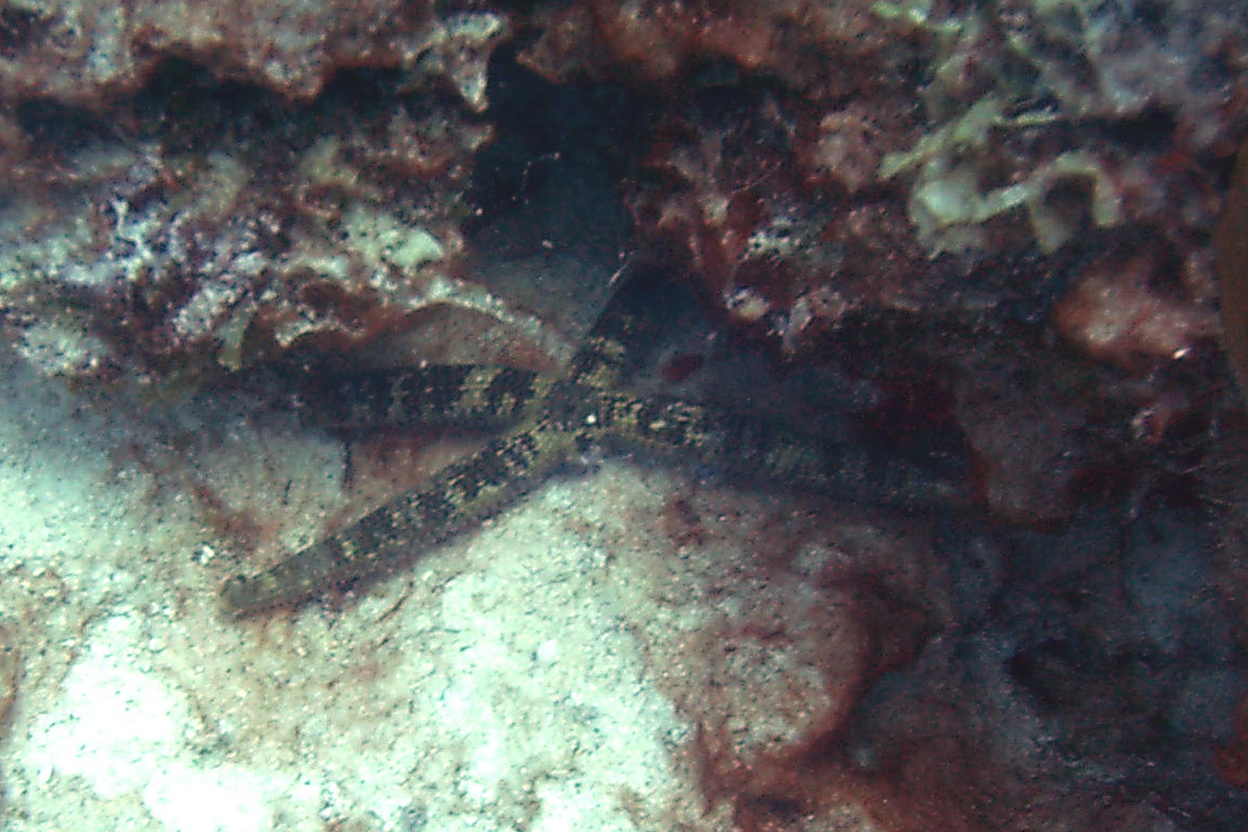 Comet Starfish