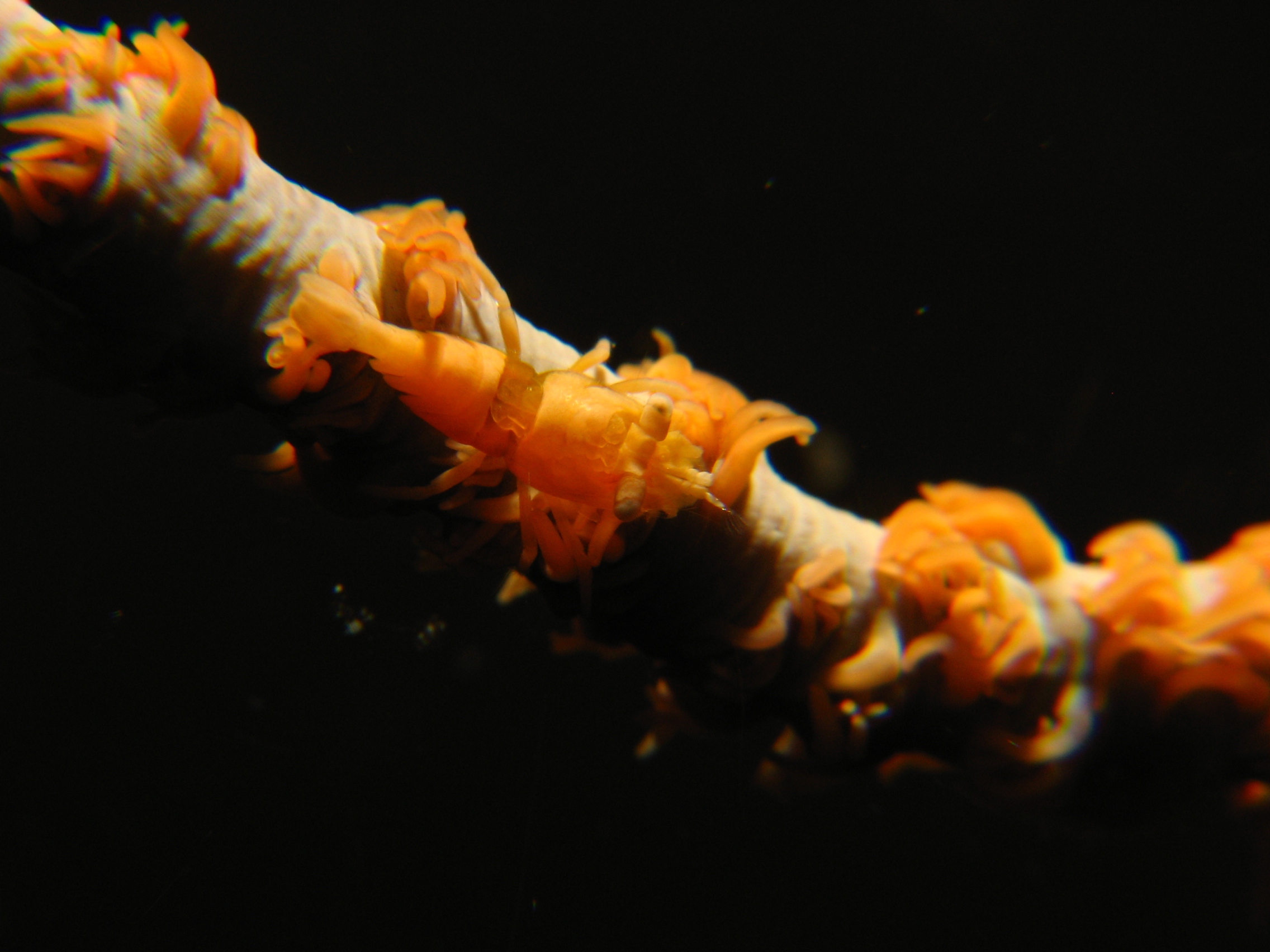 Commensal Shrimp (Dasycaris Zanzibarica)
