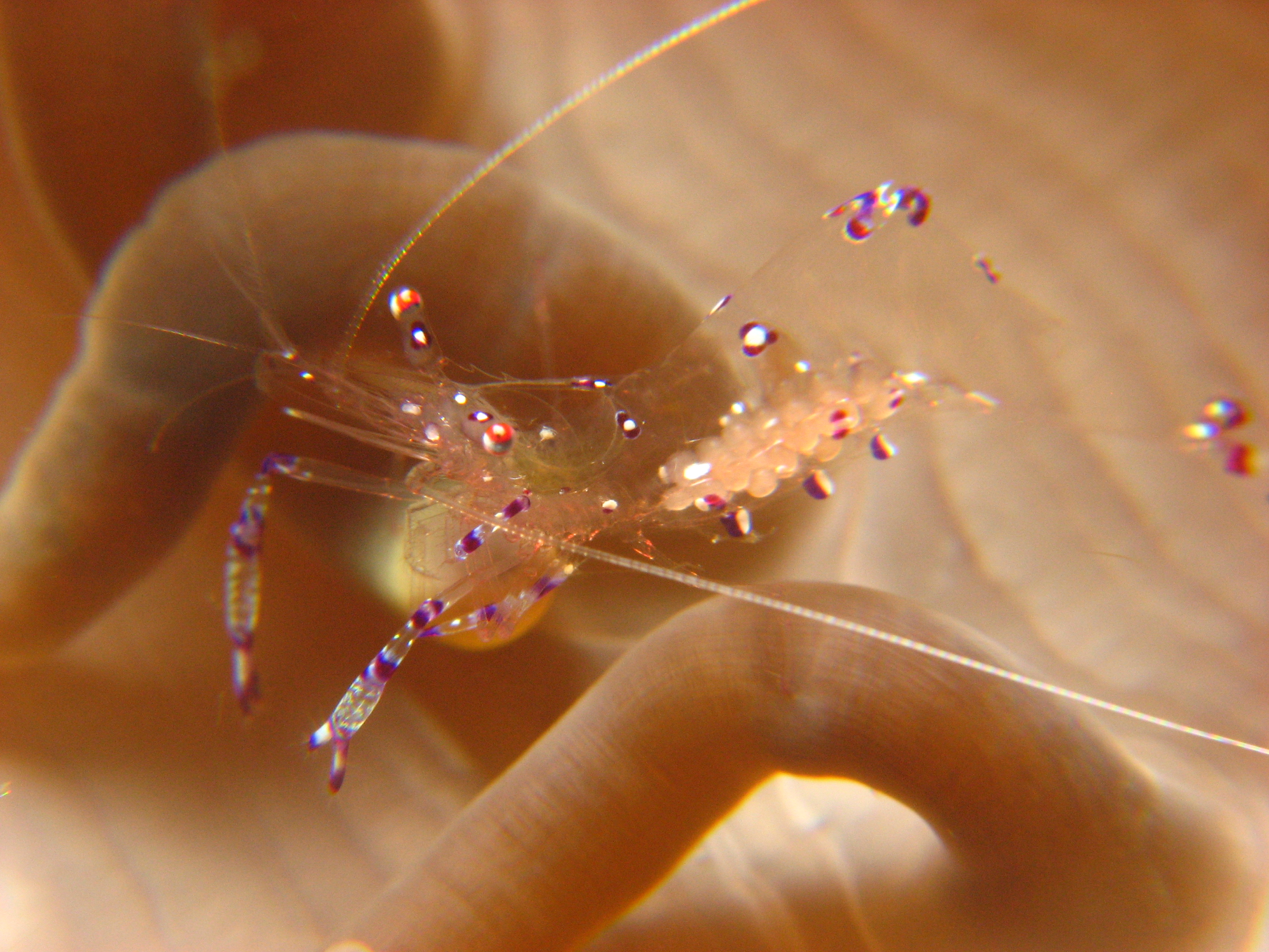 Commensal shrimp (Periclimenes tosaensis)