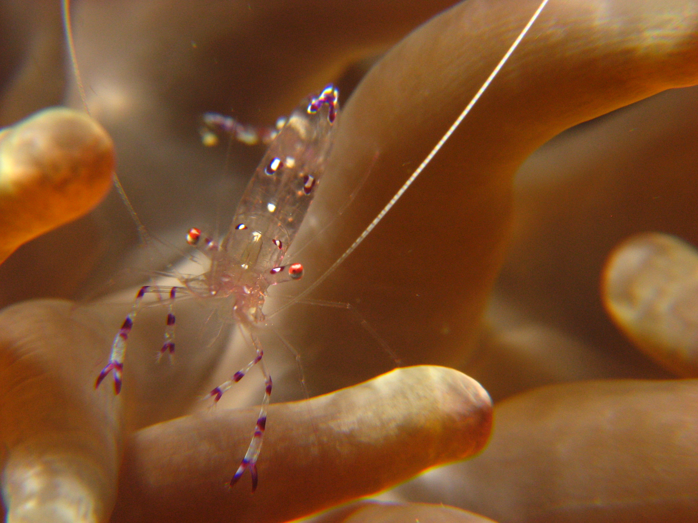 Commensal shrimp (Periclimenes tosaensis)
