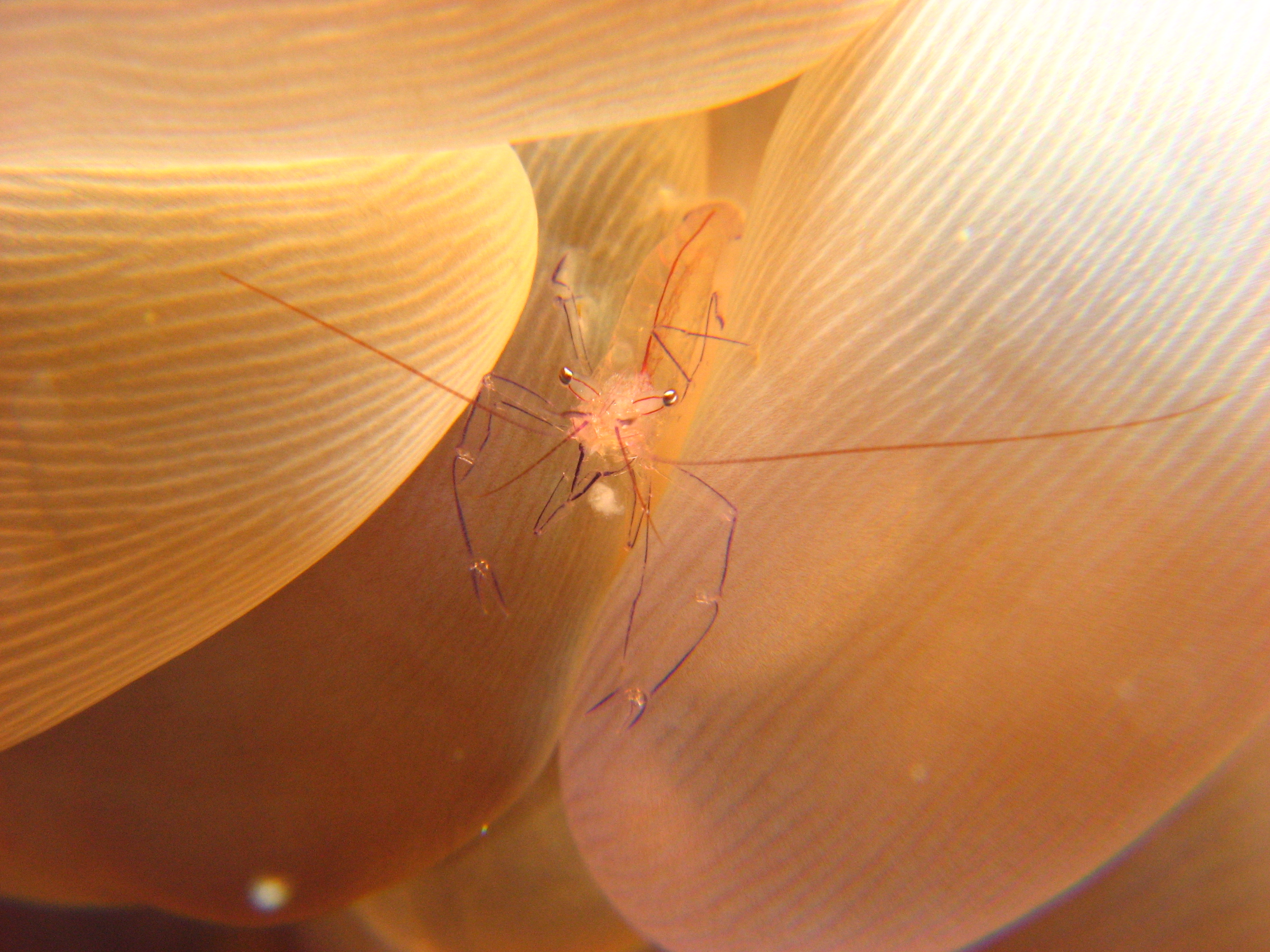 Commensal Shrimp (Vir philippinesis)