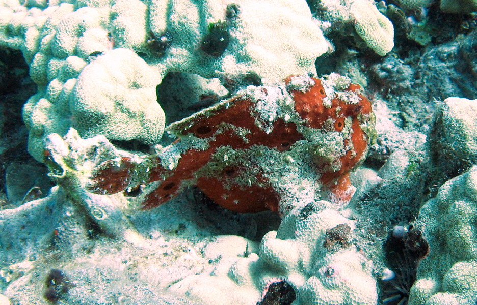 Commerson's Frogfish