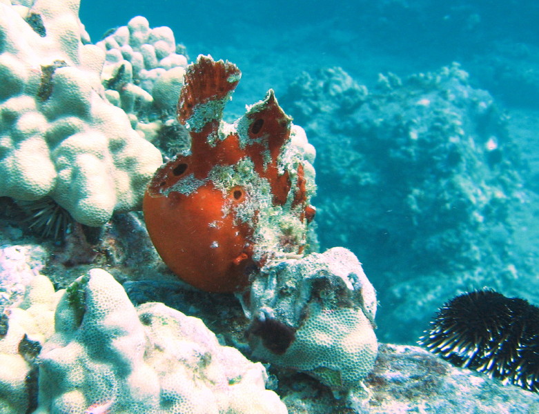 Commerson's Frogfish