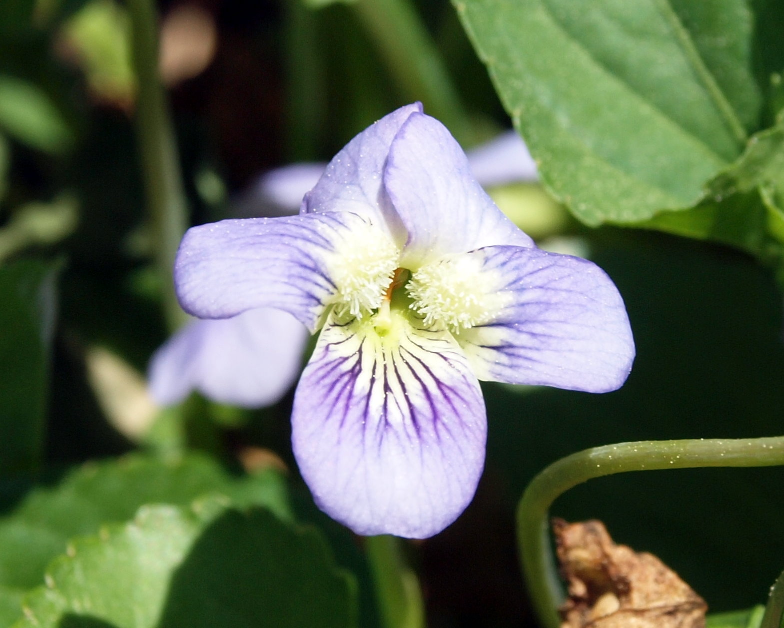 common blue violet