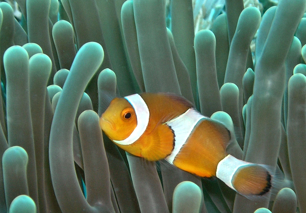 Common Clownfish