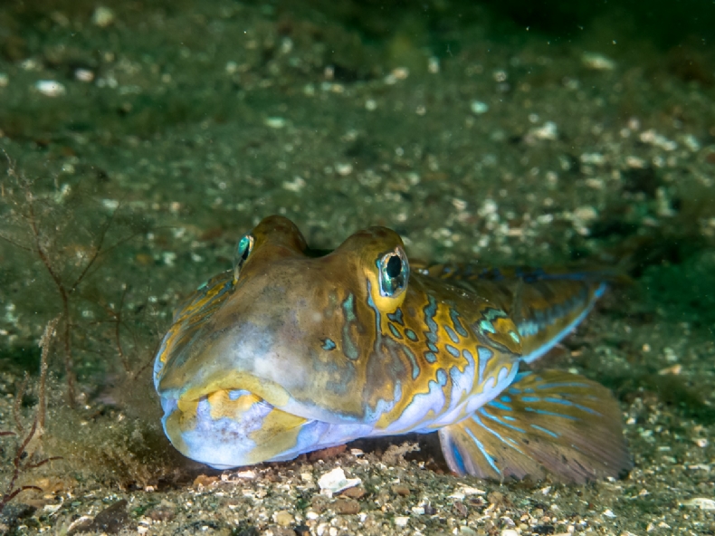 Common dragonet