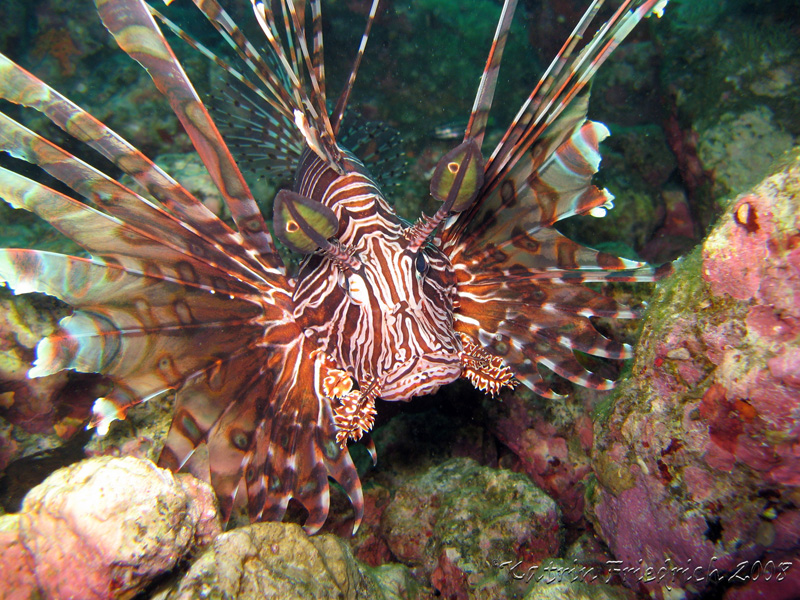 common lionfish