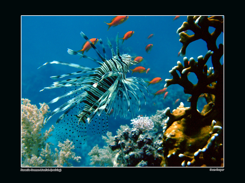 Common Lionfish