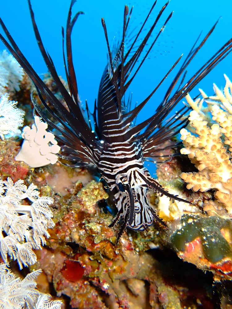 Common lionfish