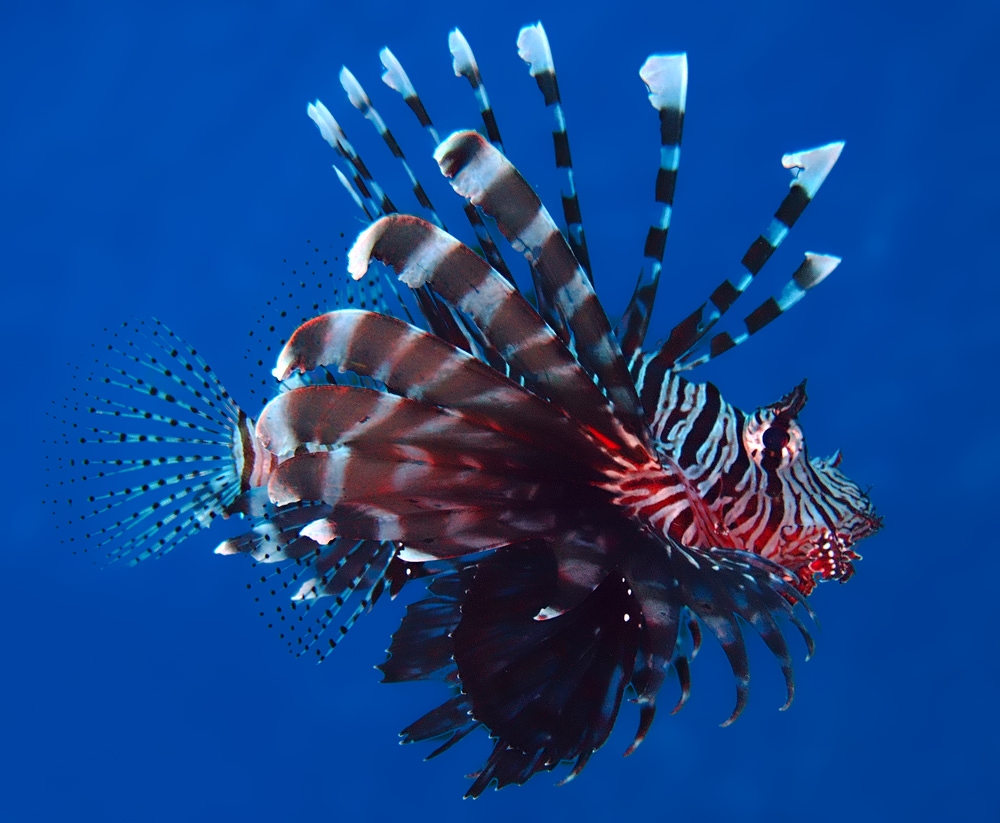 Common lionfish