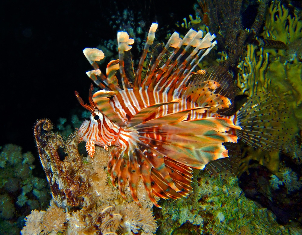 Common lionfish