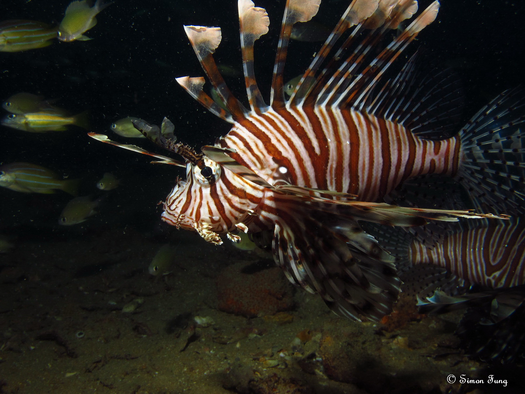 common lionfish