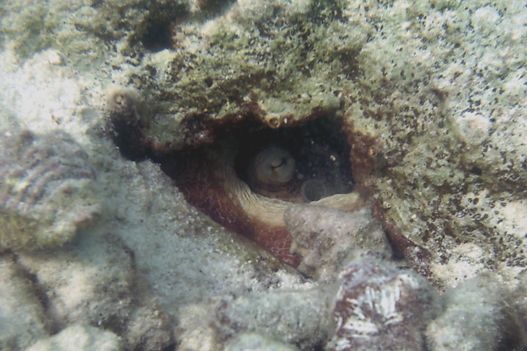 Common Octopus in hiding