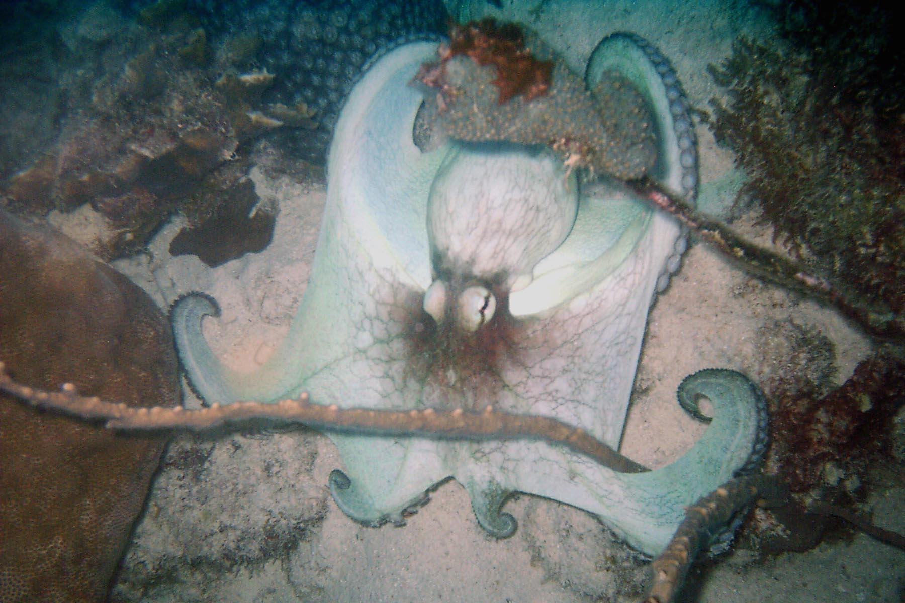 Common Octopus