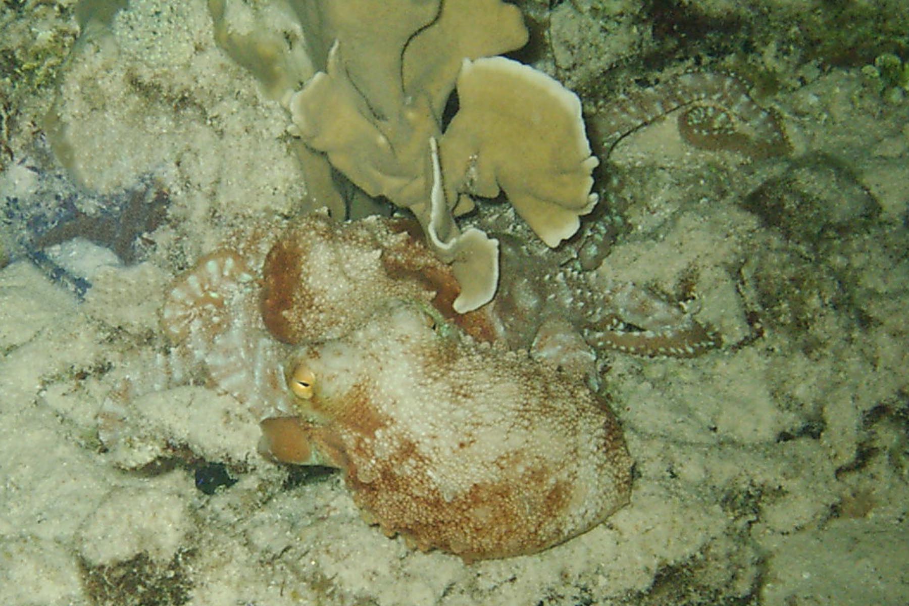 Common Octopus