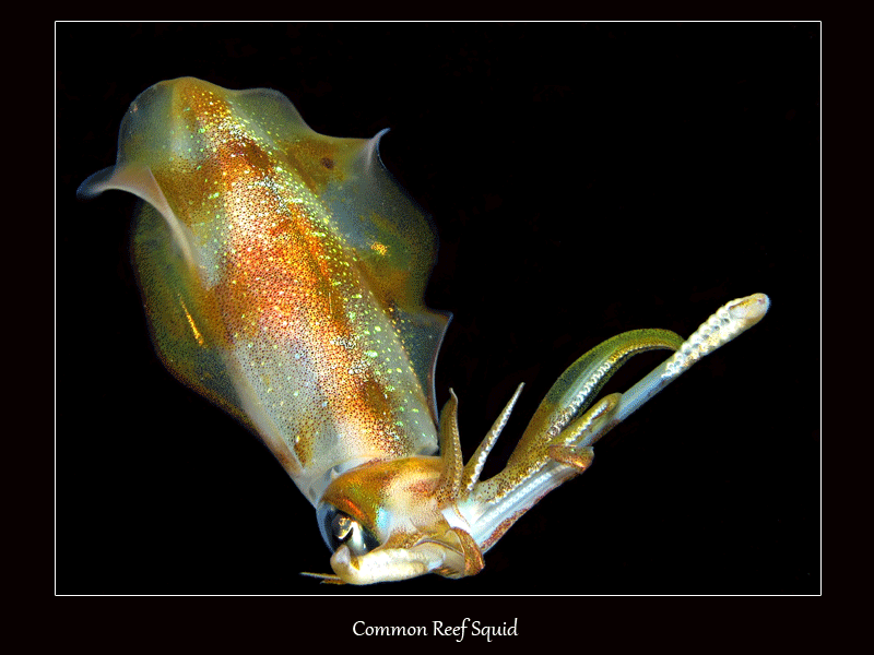 Common Reef Squid