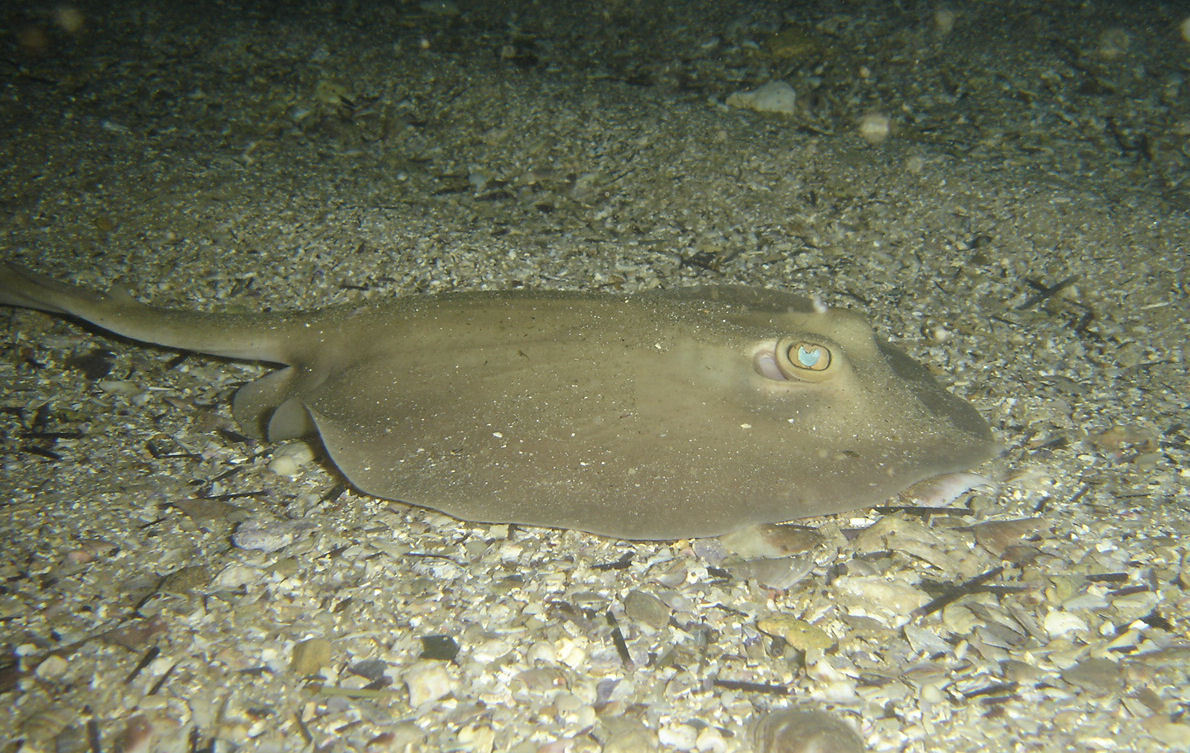 Common stingaree baby. (Trygonoptera testacae)