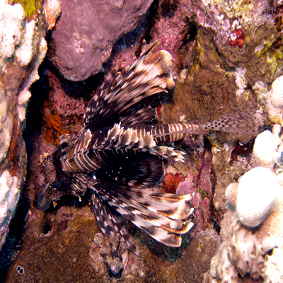 Common_lionfish_resting