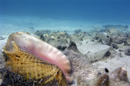 Conch Graveyard