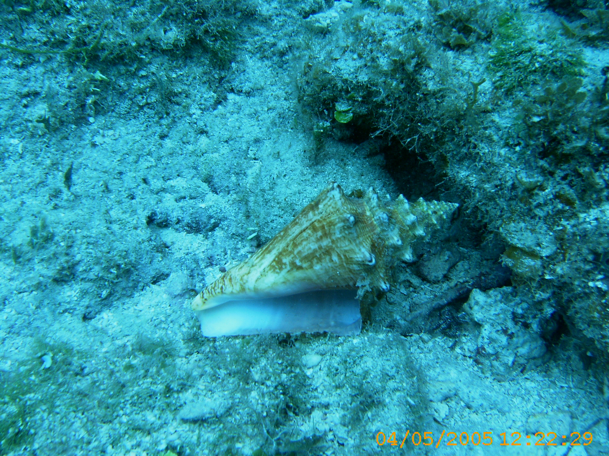 conch on the run