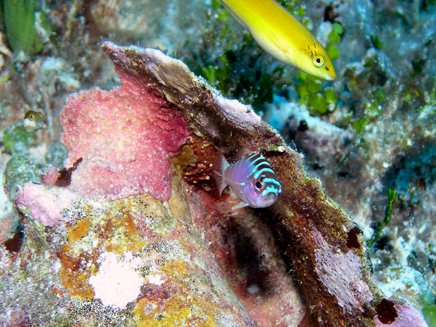 Conch Shell Condo