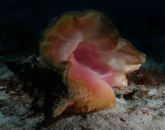 Conch Shell