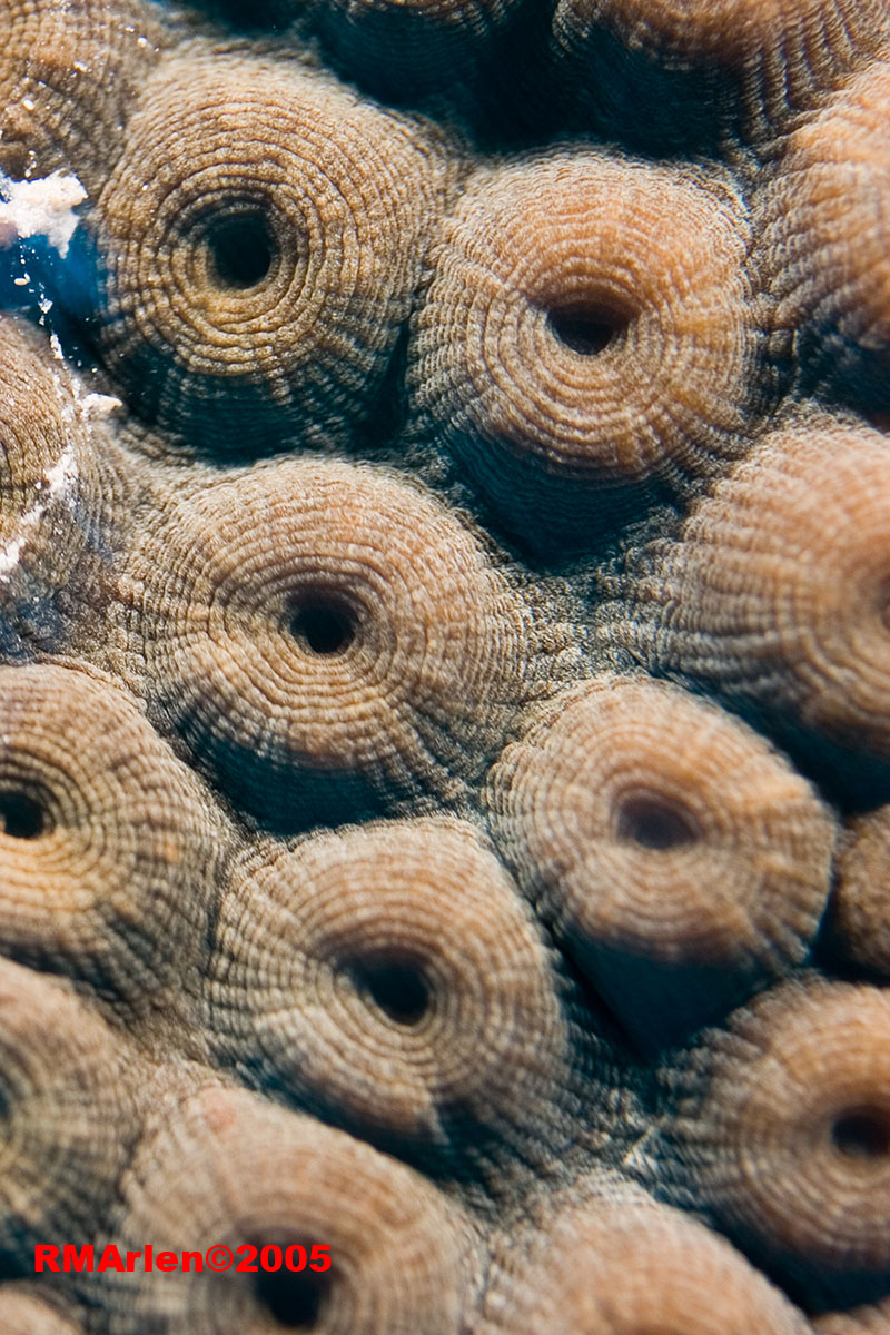 Conch Wall Coral