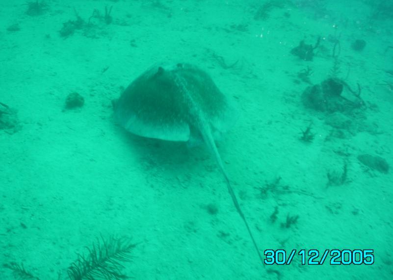 Conch Wall Ray