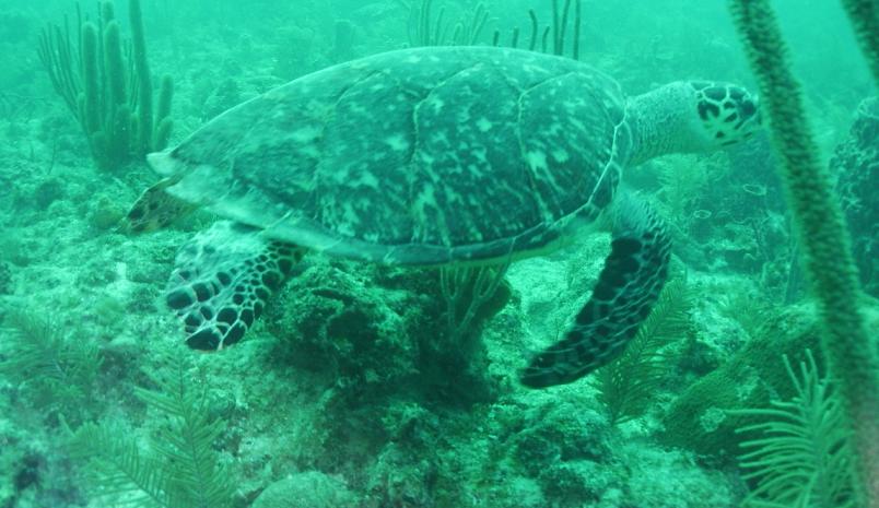 Conch Wall Turtle