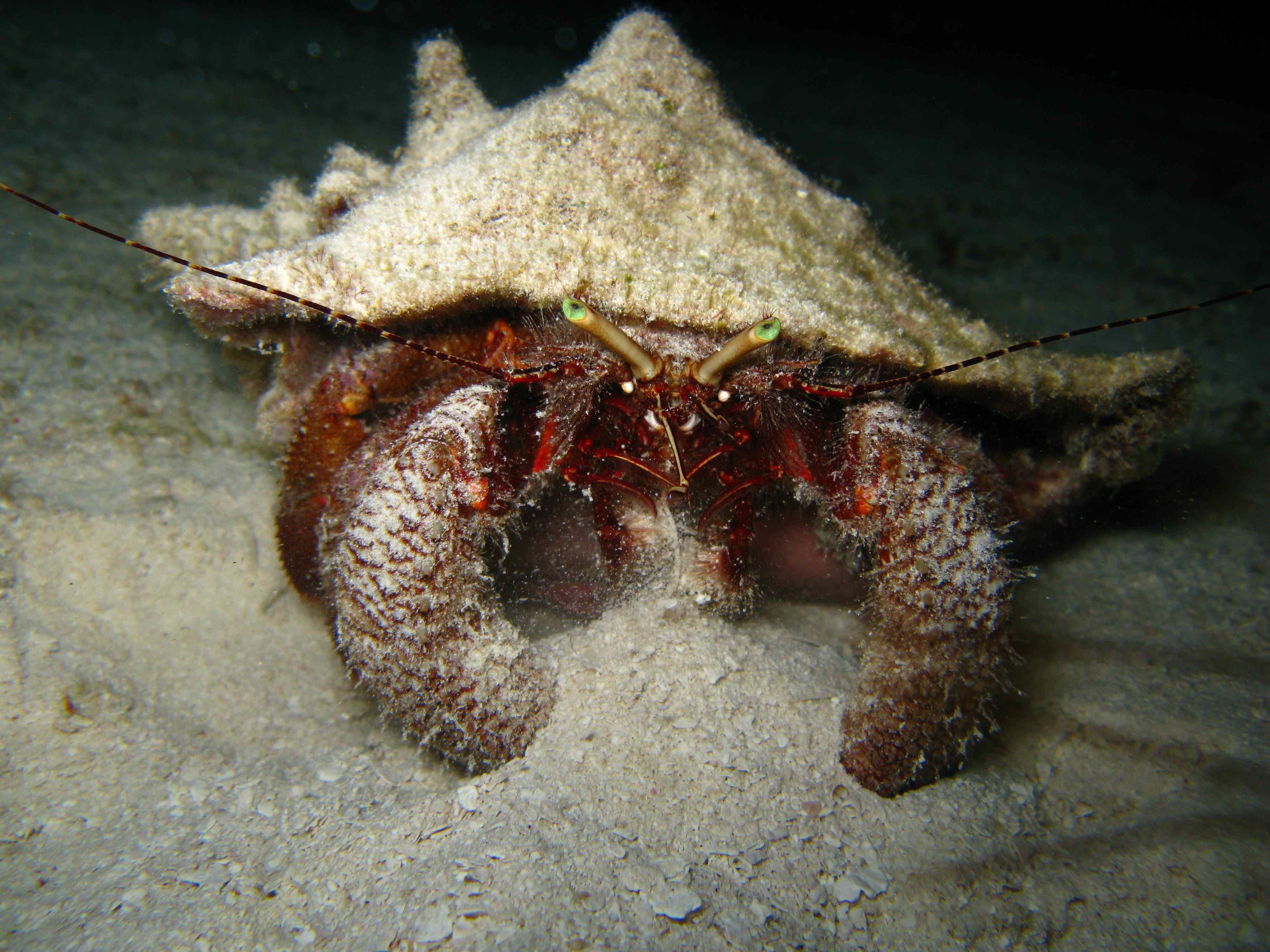 Conch