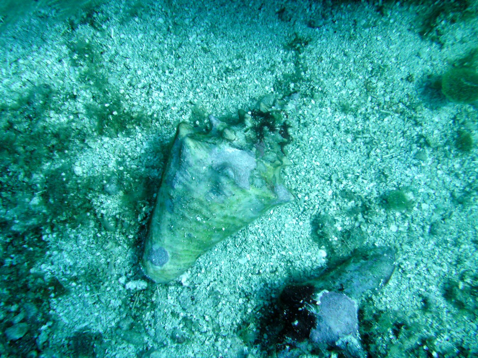 Conch