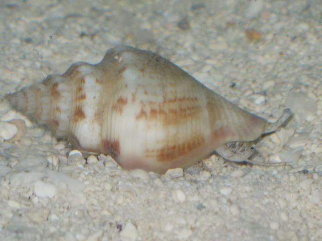 conch