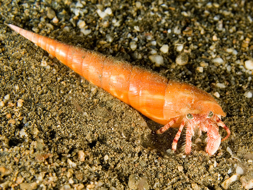 Conehead hermit crab