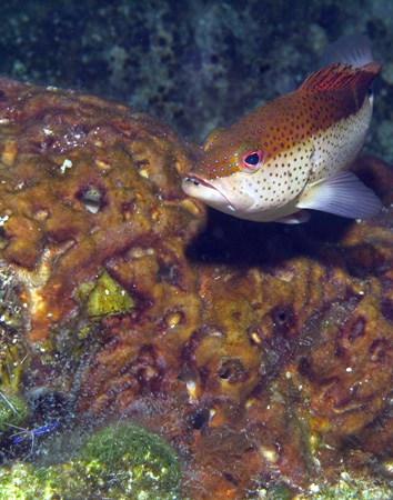 Coney approaching cleaning station