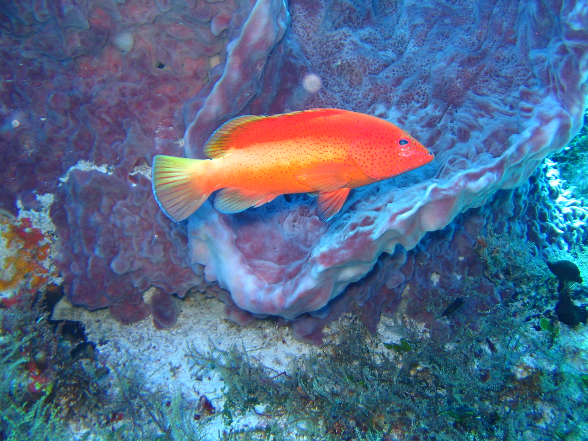 Coney, Cephalopholis fulvus