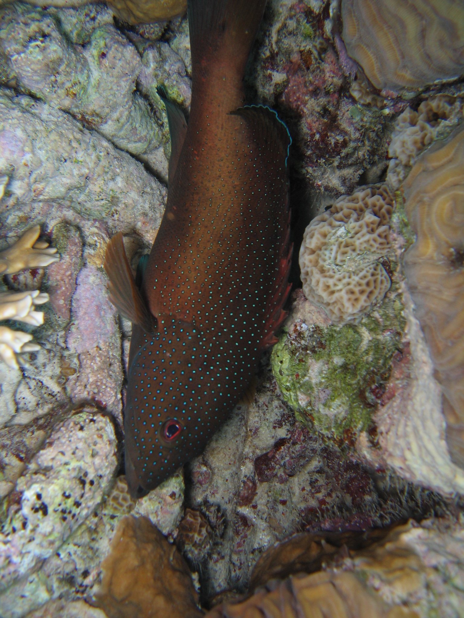 coney grouper? (unidentified)