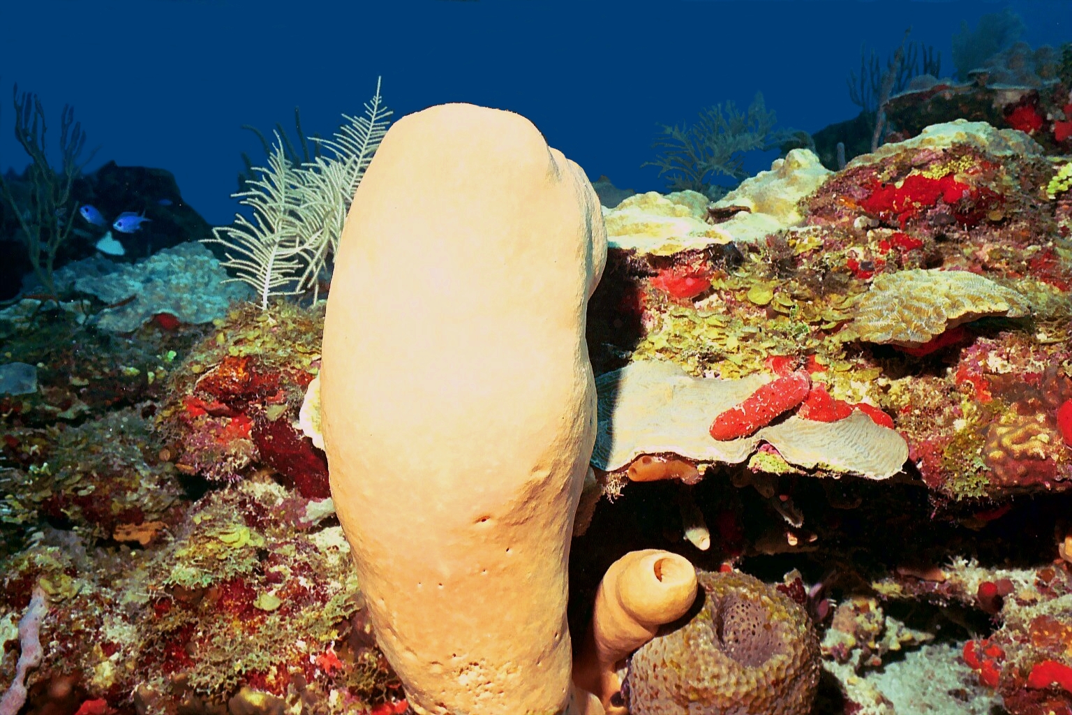 Cool_Sponges_Corals