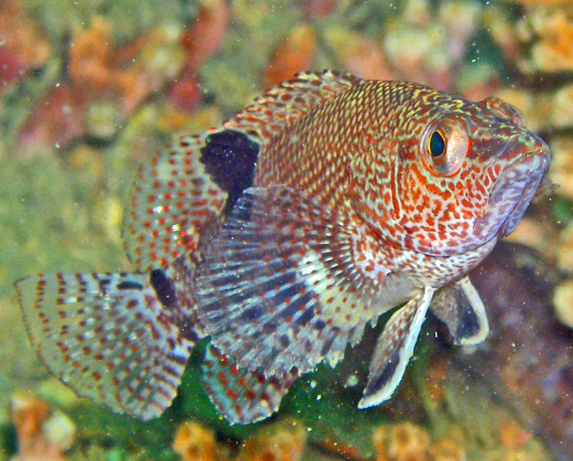 Cool_spotted_fish